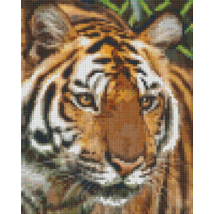 Tigris (20,3x25,4cm)