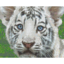 Fehér tigris kölyök (20,3x25,4cm)