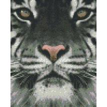 Fehér tigris (20,3x25,4cm)