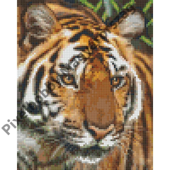 Tigris (20,3x25,4cm)
