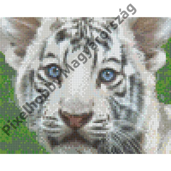 Fehér tigris kölyök (20,3x25,4cm)