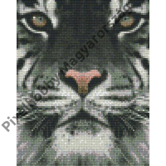Fehér tigris (20,3x25,4cm)