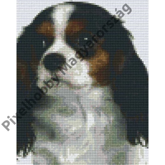 Cavalier King Charles spániel (20,3x25,4cm)